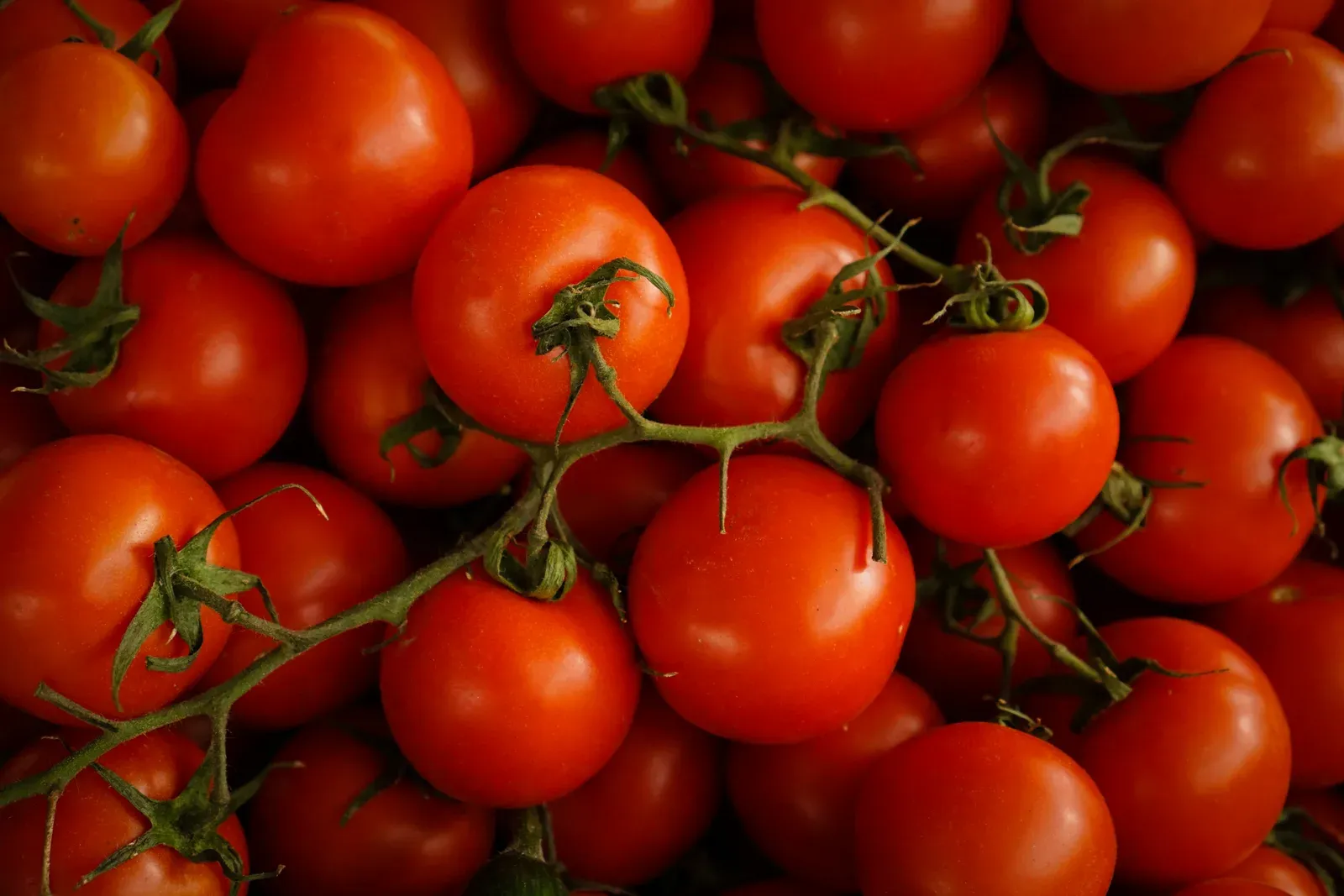 Ripe tomatoes on the vine.